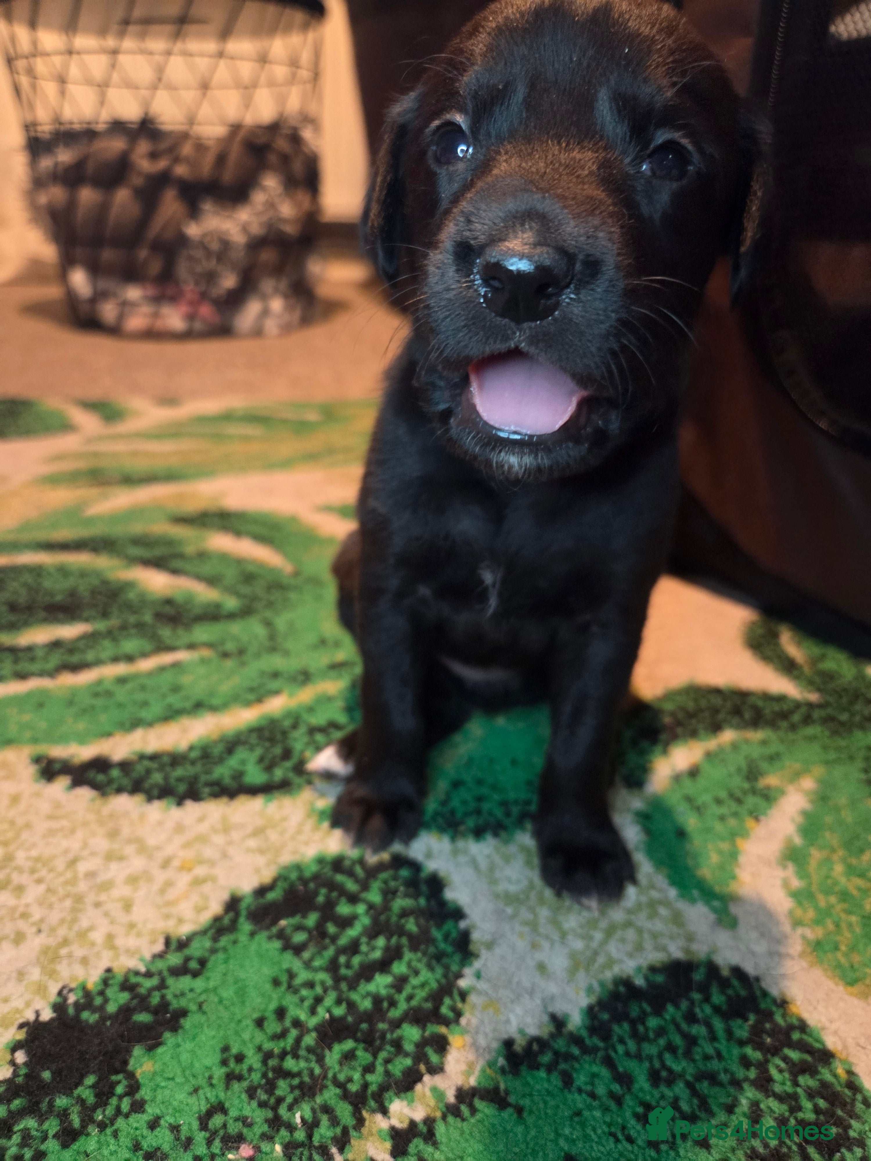 Mixed Breed dogs 🐾 Beautiful Labrador × Whippet Puppies! 🐾 - Advert 2