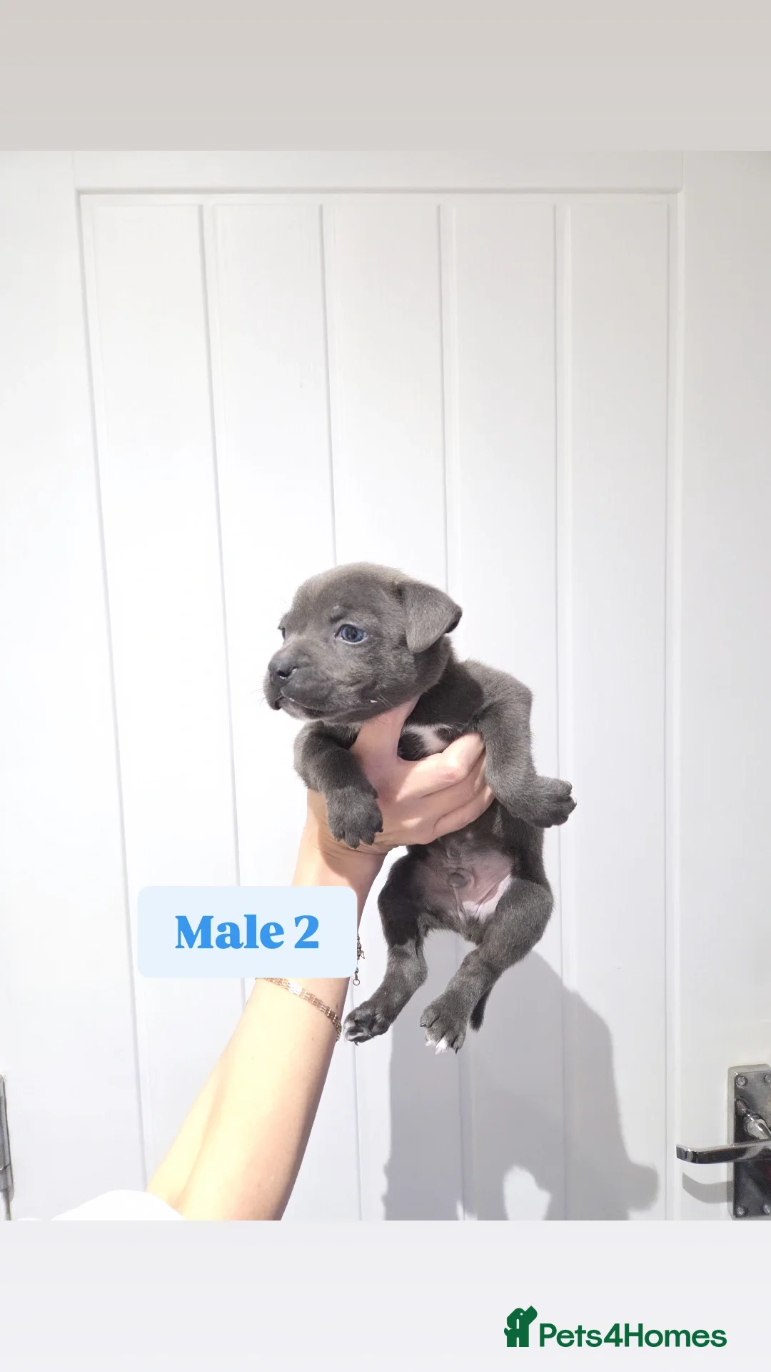 Staffordshire Bull Terrier dogs for sale: Exceptional Blue Staffordshire Bull terrier pups - Advert 5