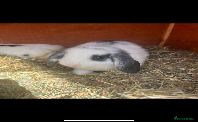 Mini Lop rabbits - Advert 3