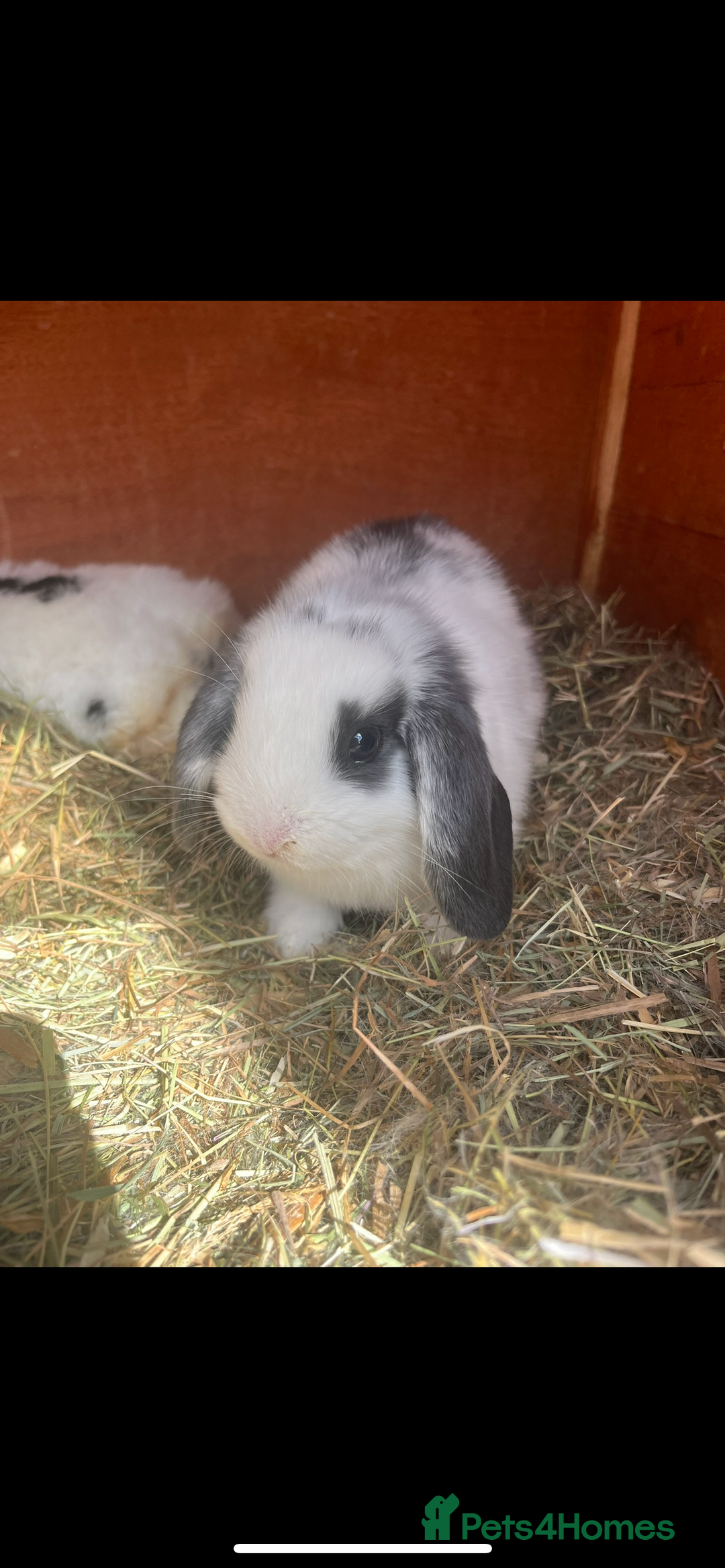 Mini Lop rabbits for sale: Mini lop baby bunnies  - Image 1