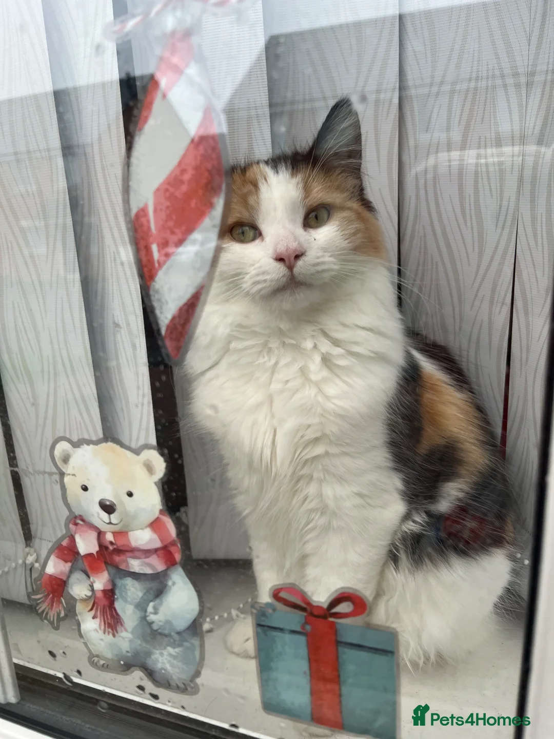 Mixed Breed cats for sale: 3 lovely kittens for sale.  - Advert 1