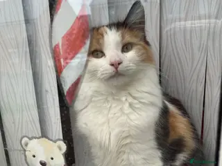 Mixed Breed cats 3 lovely kittens for sale. - Advert 1