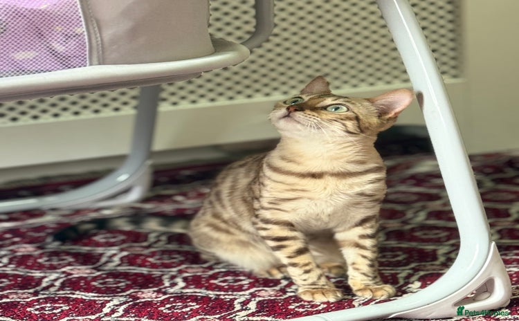 Bengal cats - Advert 2