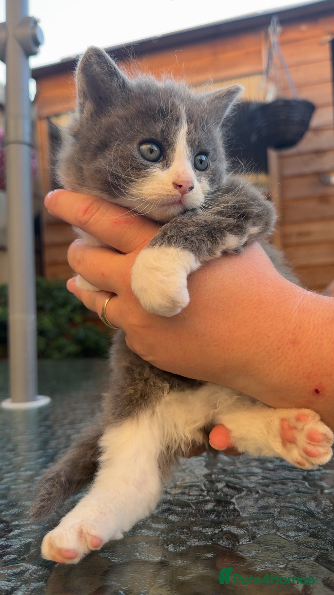 Mixed Breed cats for sale: GORGEOUS LONGHAIRED KITTENS FOR SALE!! - Image 4