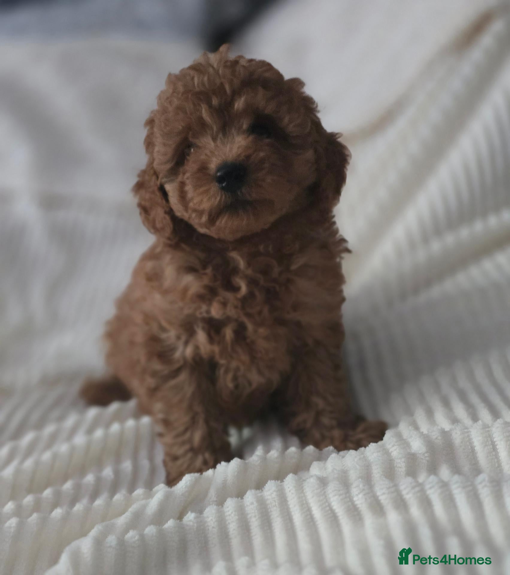 Toy Poodle dogs Asian poodle puppies last girl  - Advert 7
