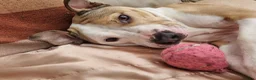American Bull Staffy dogs for sale: Beautiful Male American Staff in Wigston - Advert 2