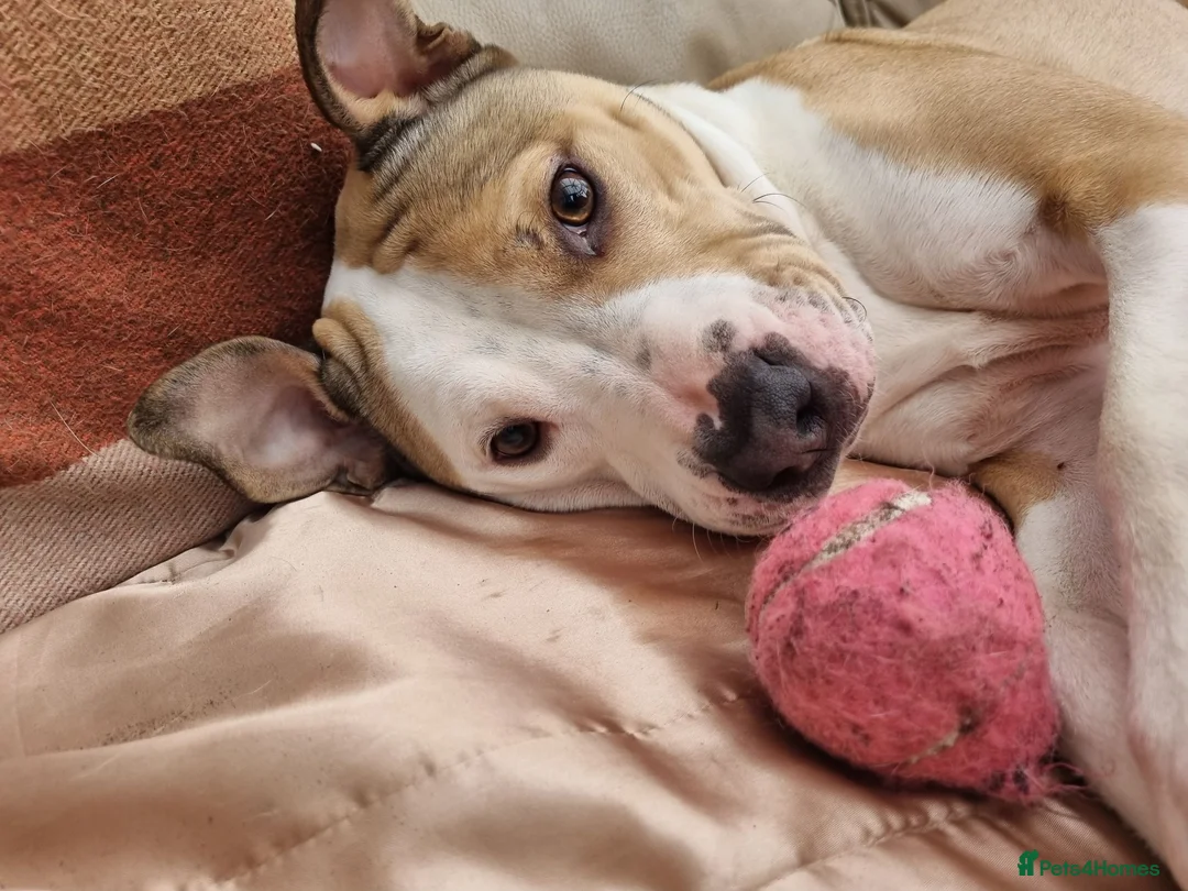 American Bull Staffy dogs for sale: Beautiful Male American Staff in Wigston - Advert 2