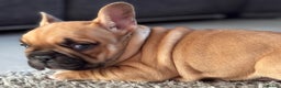 French Bulldog dogs for sale:  AMAZING PUPS  - Advert 36