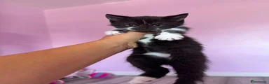 Persian 4