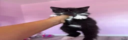 Persian cats for sale: 🐾 Cute Persian Kittens Lookng for Loving Homes 🐾 - Advert 10