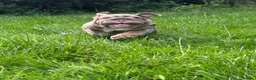 English Bulldog dogs for sale: Premium KC Registered English Bulldog Puppies   - Advert 8