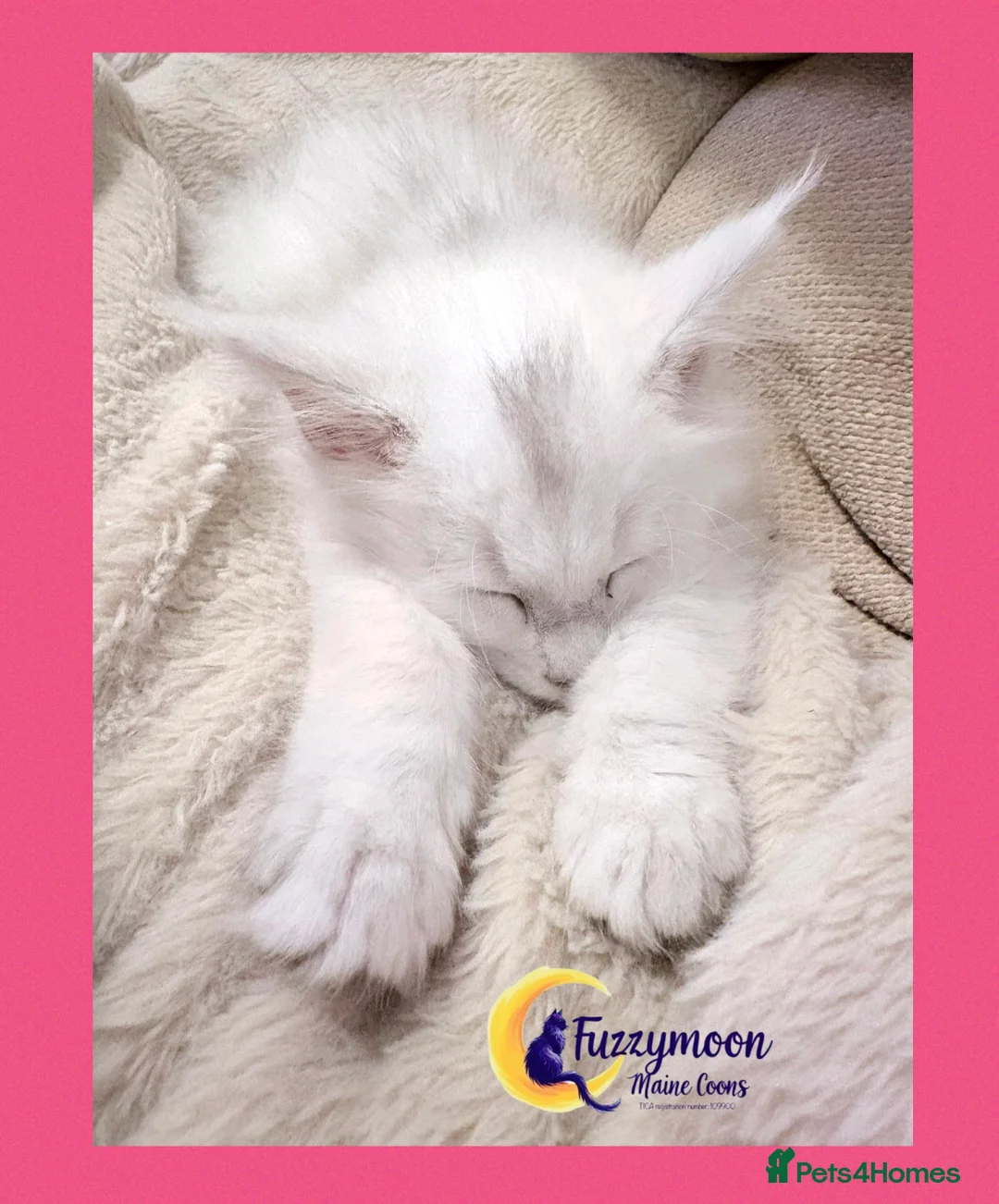 Maine Coon cats for sale: Gorgeous Shaded Pedigree Maine Coon Kittens - Advert 27