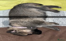 German Shepherd dogs for sale: 10 German Shepherd Puppy - Image 1