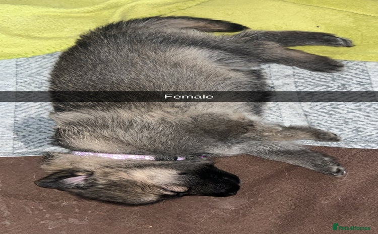 German Shepherd dogs - Advert 1