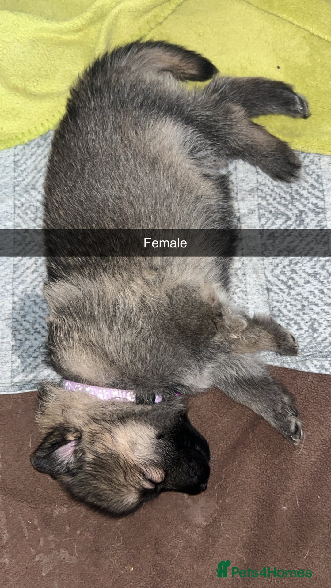German Shepherd dogs for sale: 10 German Shepherd Puppy - Image 1