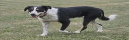 Mixed Breed dogs for adoption:     🐾 Tommy 💙 Your Dog’s New Best Friend  - Advert 2