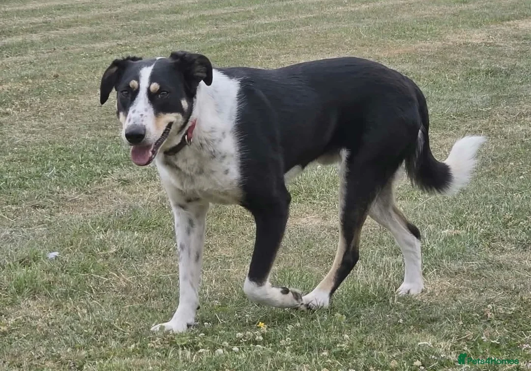 Mixed Breed dogs for adoption:     🐾 Tommy 💙 Your Dog’s New Best Friend  - Advert 2