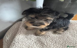 Jackapoo dogs for sale: Stunning Jackapoo pups  - Image 13