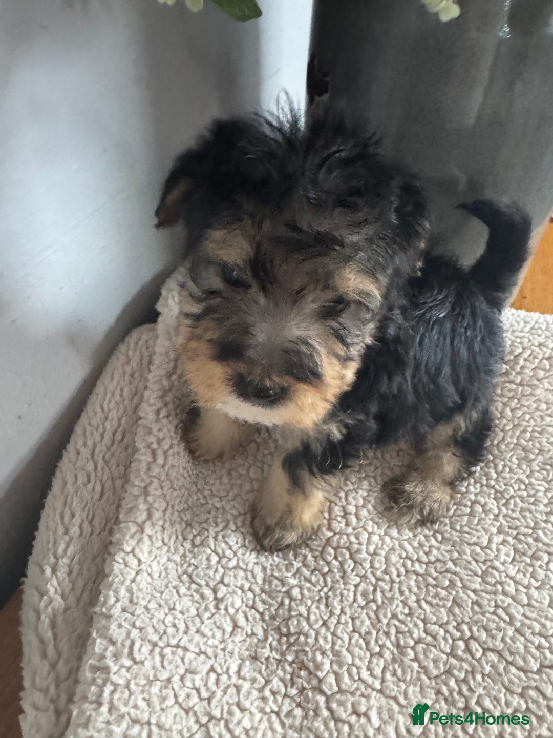 Jackapoo dogs for sale: Stunning Jackapoo pups  - Image 13