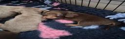 Miniature Dachshund dogs for sale: Miniature dashaund  - Advert 30