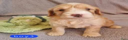 Cockapoo dogs for sale: Cockapoo Merle Puppies  - Advert 12