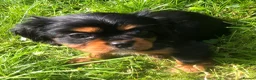Cavalier King Charles Spaniel dogs for sale: Cavalier King Charles puppies  in Warrington - Advert 15