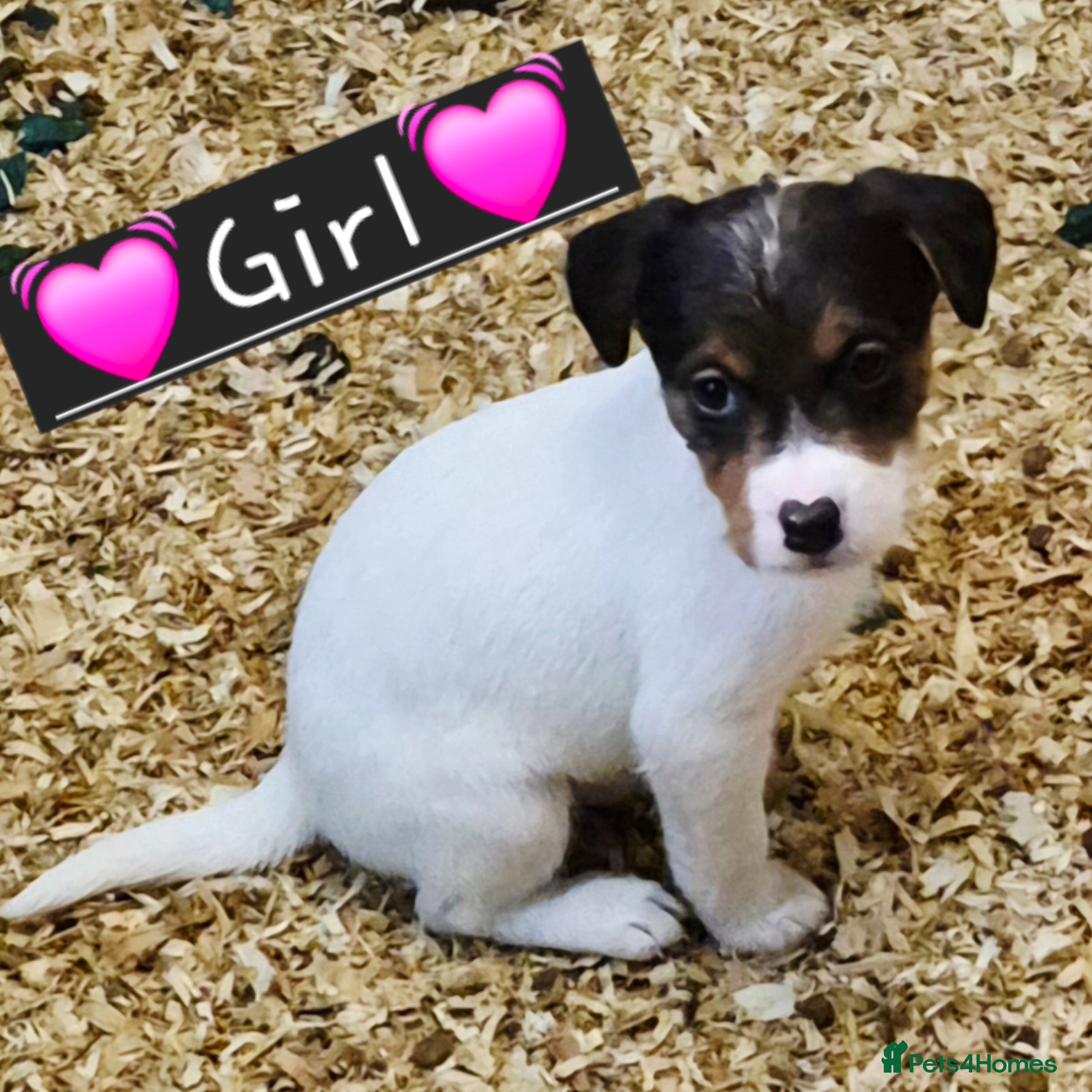Mixed Breed dogs Lovely Jack russel x sealyham terrier pups. - Advert 4