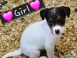 Mixed Breed dogs Lovely Jack russel x sealyham terrier pups. - Advert 1