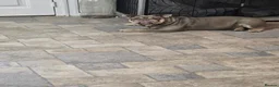 English Bulldog dogs for sale: English bulldog  - Advert 5
