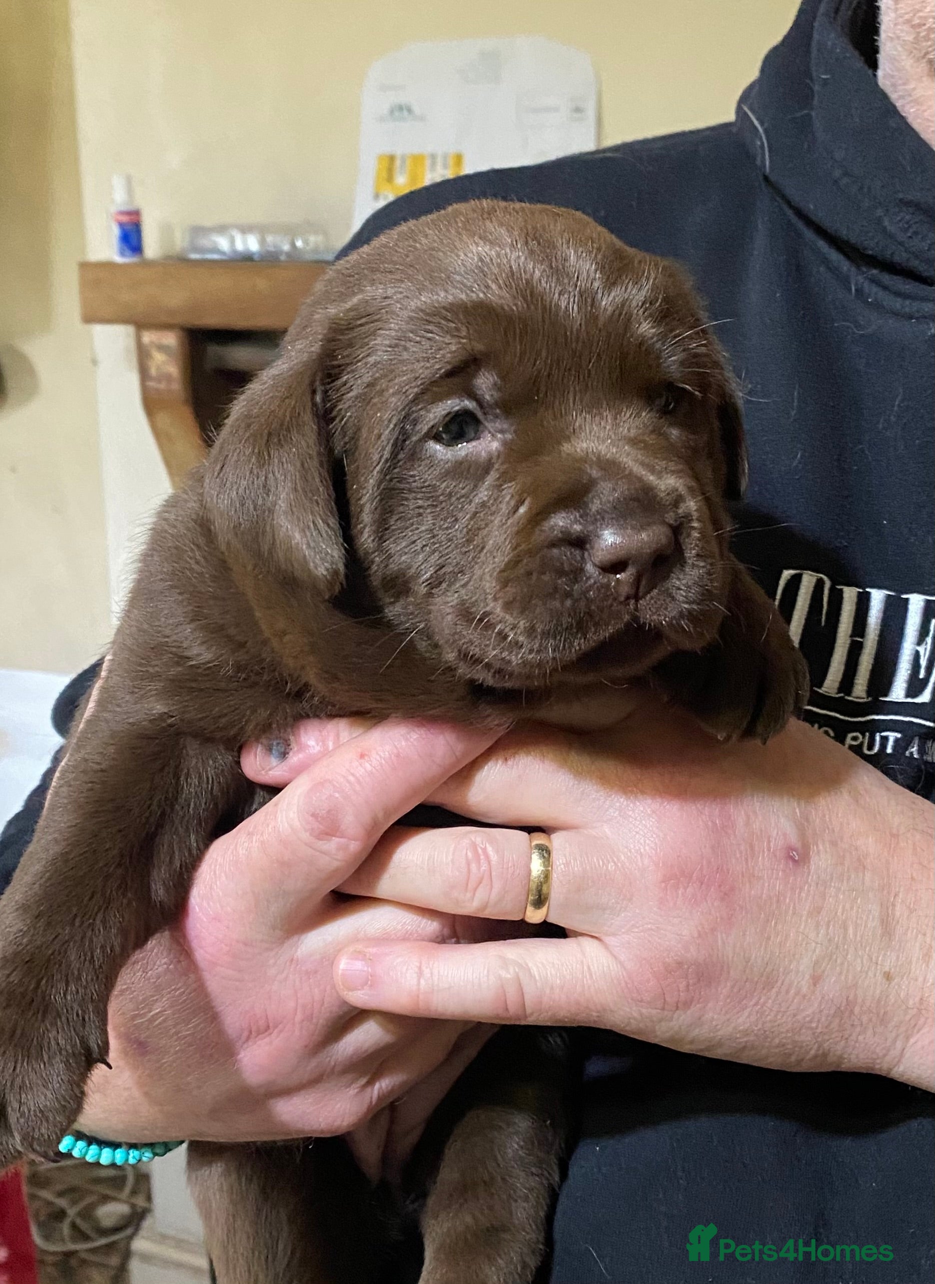 Labrador Retriever dogs yellow dog and one chocolate bitch available  - Advert 15