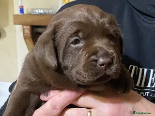 Labrador Retriever dogs yellow dog and one chocolate bitch available - Advert 15