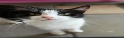 Mixed Breed cats for adoption: Muru and Mona Bonded Pair  - Advert 3