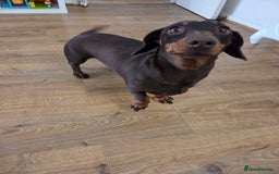Miniature Dachshund dogs for sale: Scout 2 year old dachshund - Image 3