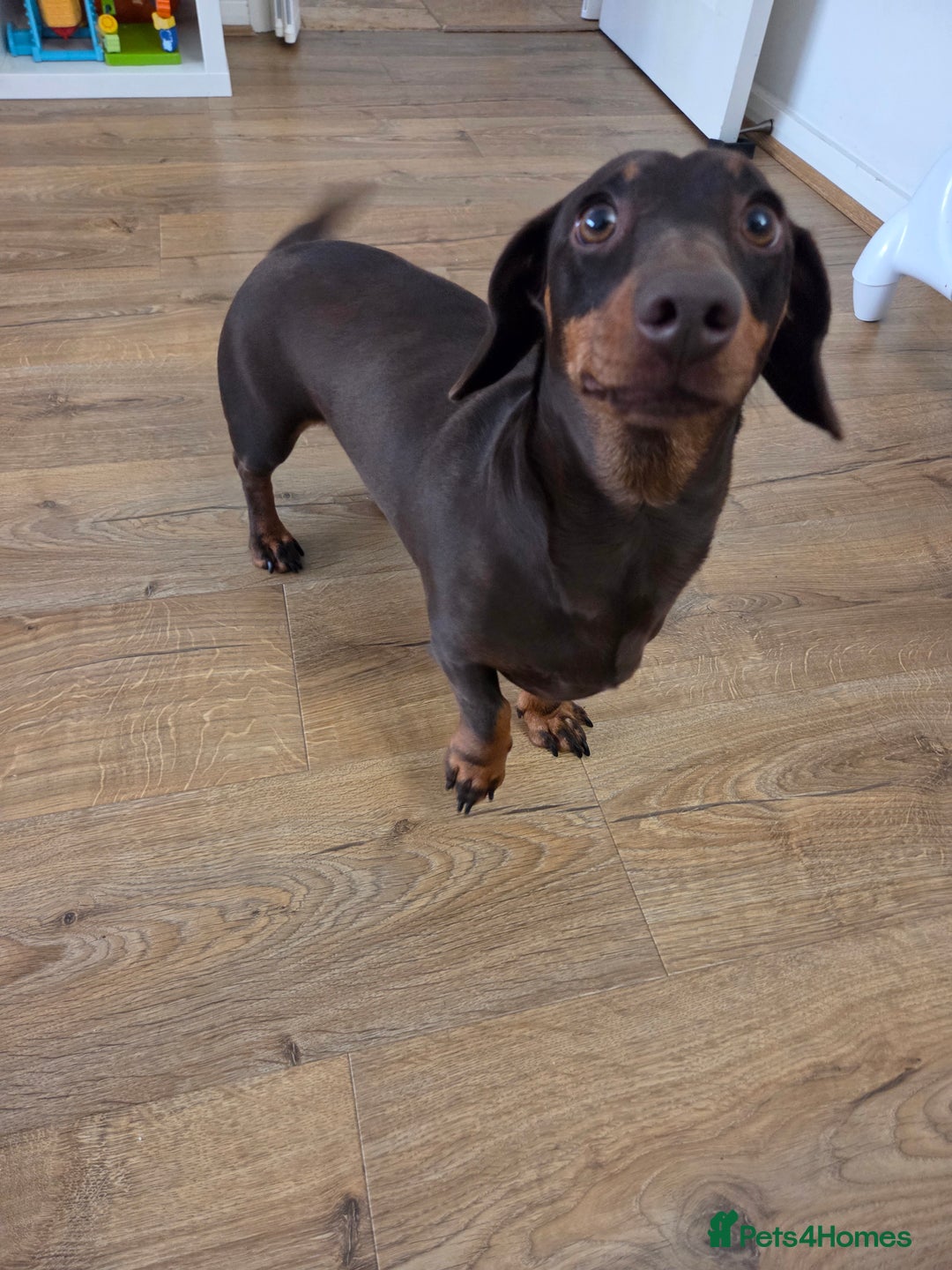 Miniature Dachshund dogs for sale: Scout 2 year old dachshund - Image 3