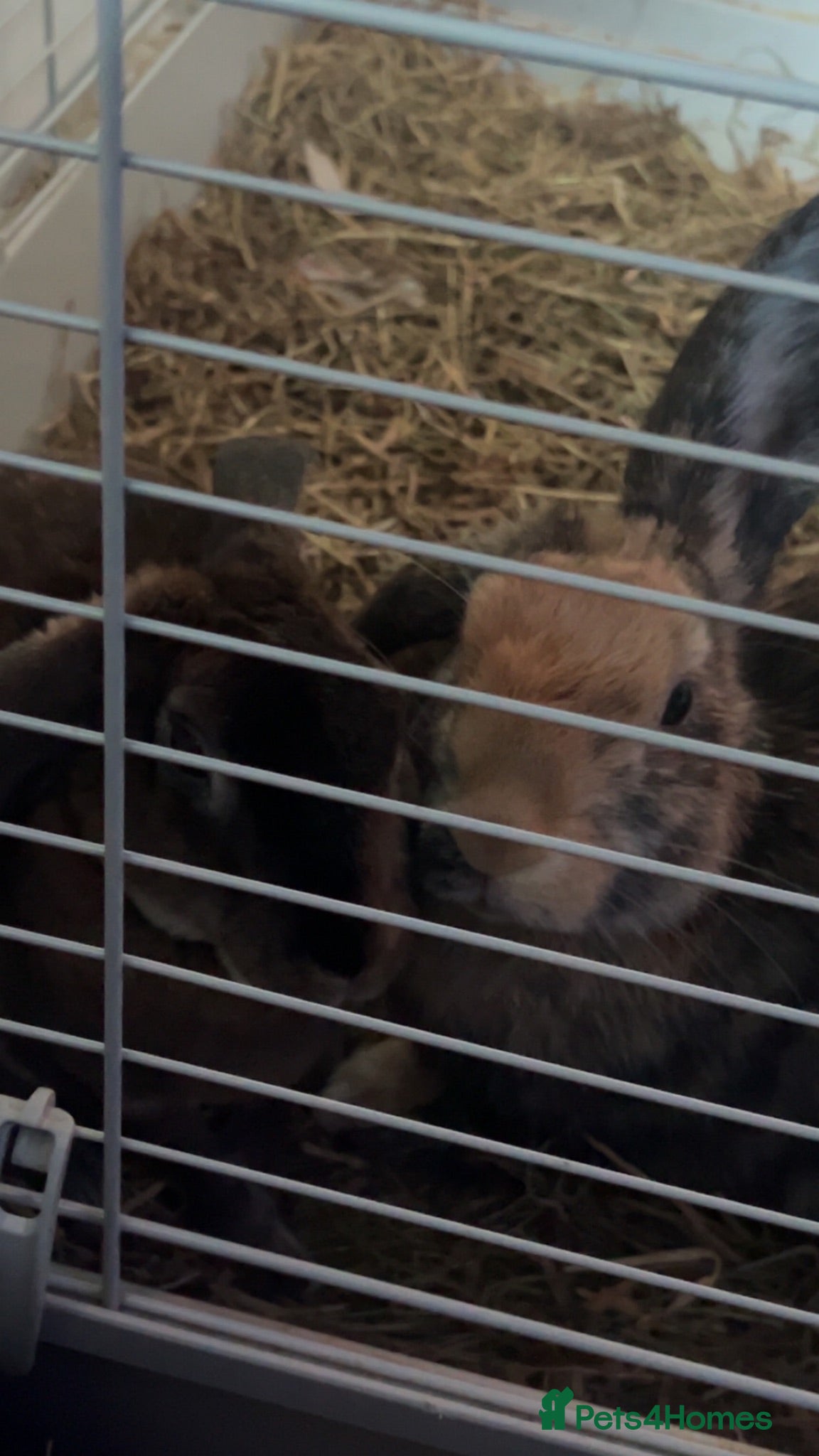 Rex rabbits 2 male rabbits - Advert 10