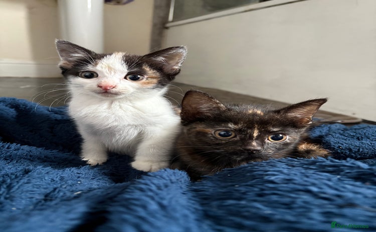 Aegean cats - Advert 1
