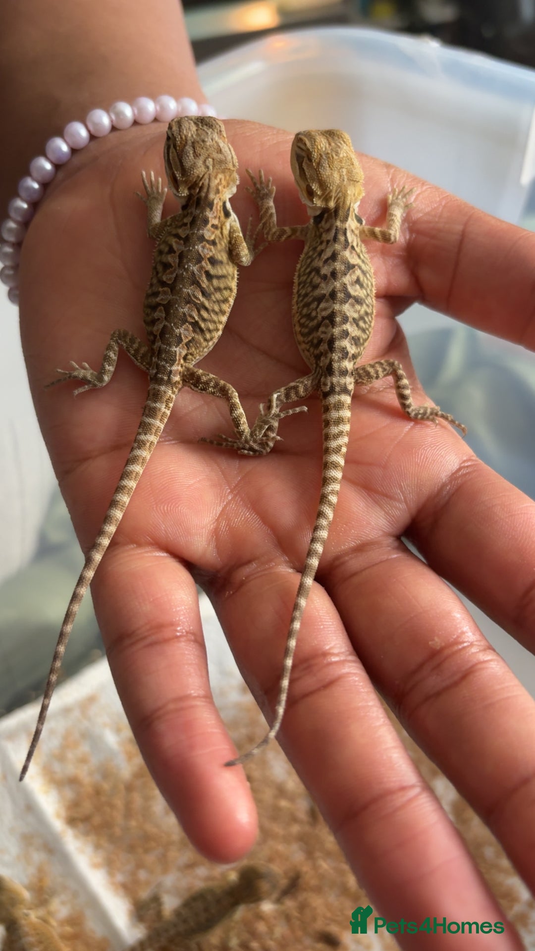 Bearded Dragon reptiles for sale: Trans hypo leather bearded dragon babies (last 4)  - Image 1