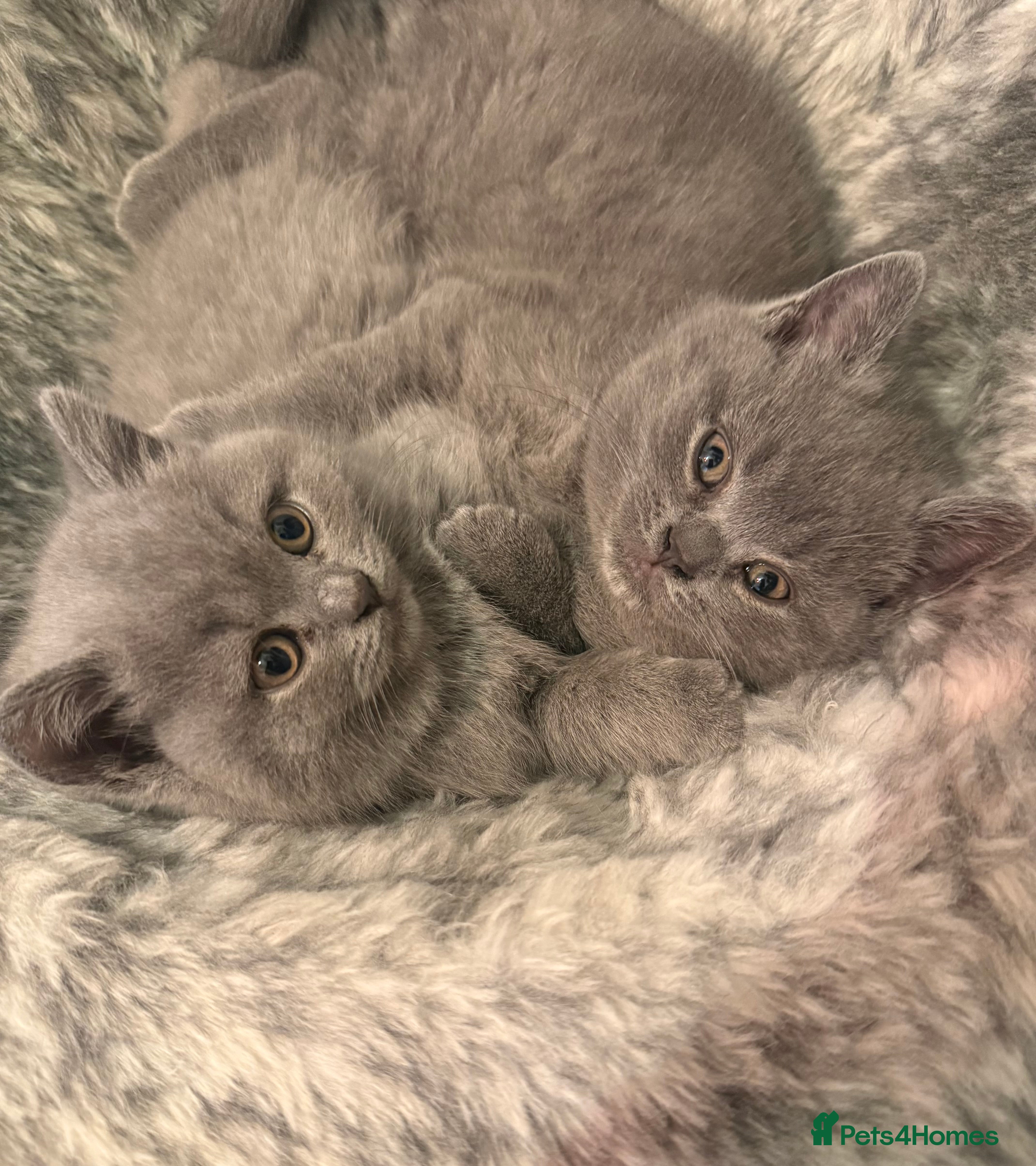 British Shorthair cats BSH kittens  - Advert 13