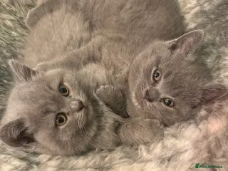 British Shorthair cats BSH kittens - Advert 13