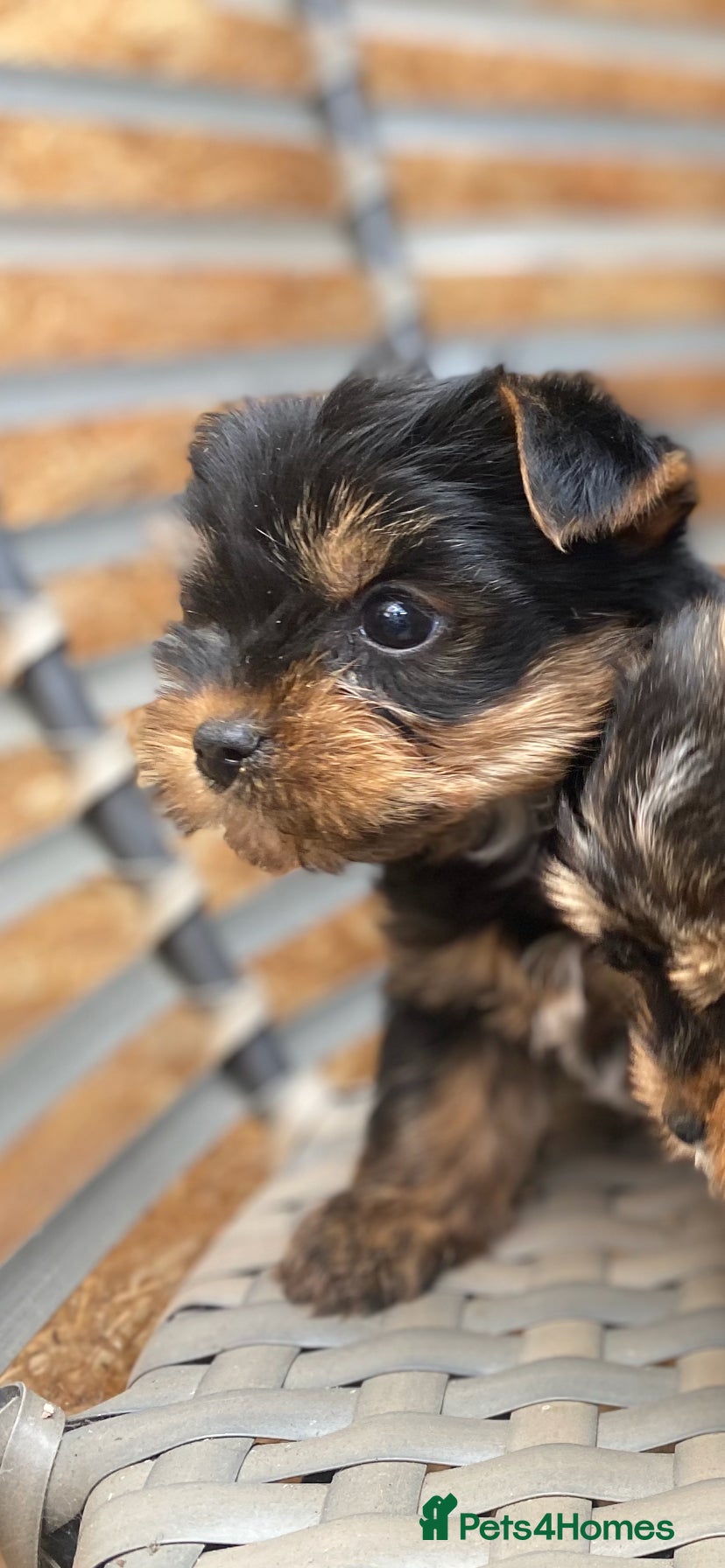 Yorkshire Terrier dogs ONLY MALES- Pedigree Yorkshire Terriers - Advert 6