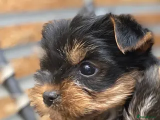Yorkshire Terrier dogs ONLY MALES- Pedigree Yorkshire Terriers - Advert 6