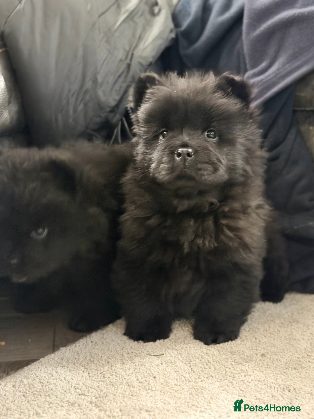 Chow Chow dogs for sale: Ready to go to their new homes.  - Advert 25