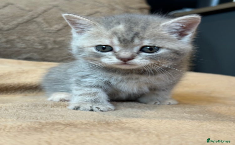 British Shorthair cats - Advert 5