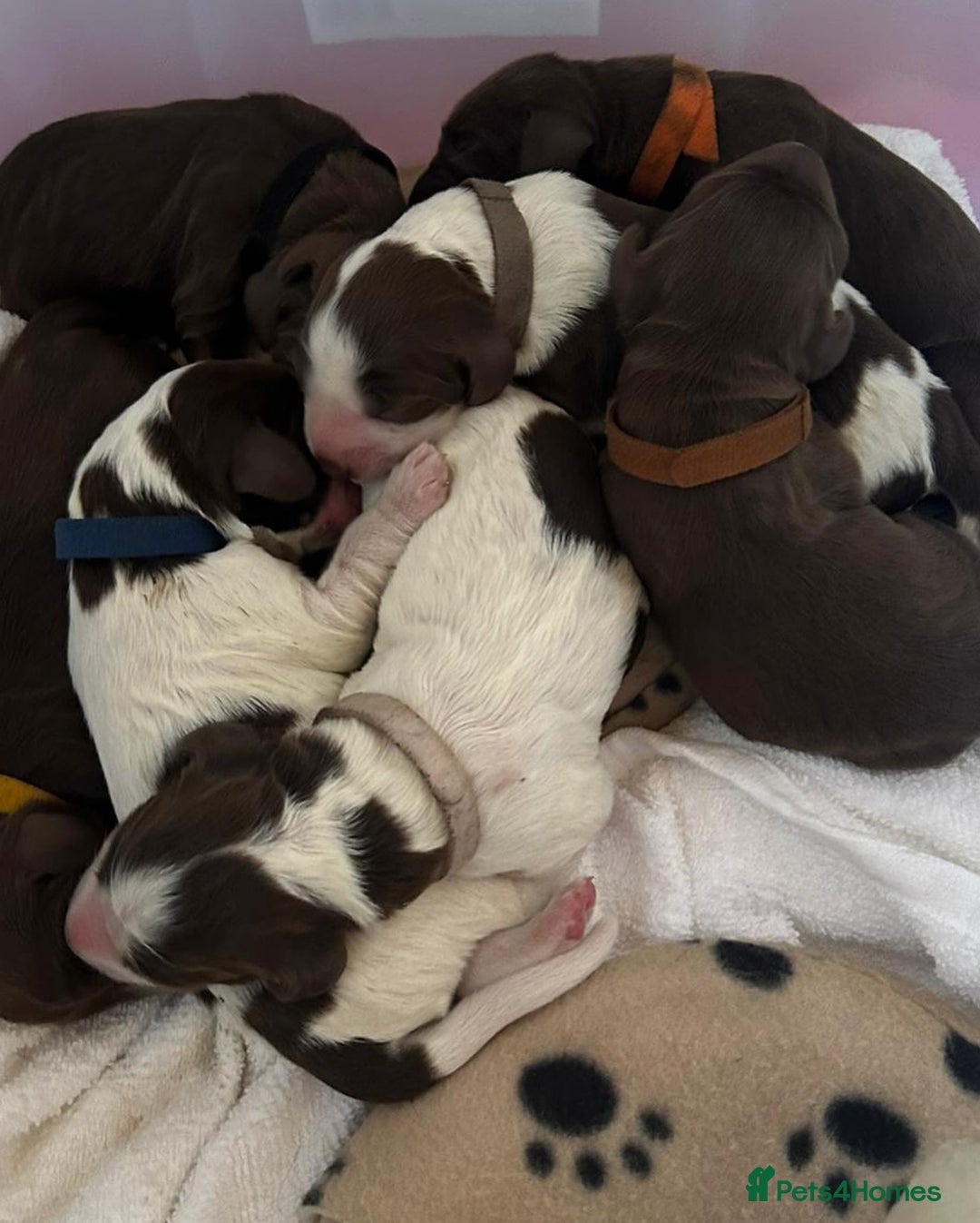 Field Spaniel dogs for sale: Raising Field Spaniel Puppies - Advert 3