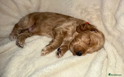 Cockapoo dogs for sale: F1 Cockapoo puppies  - Image 29