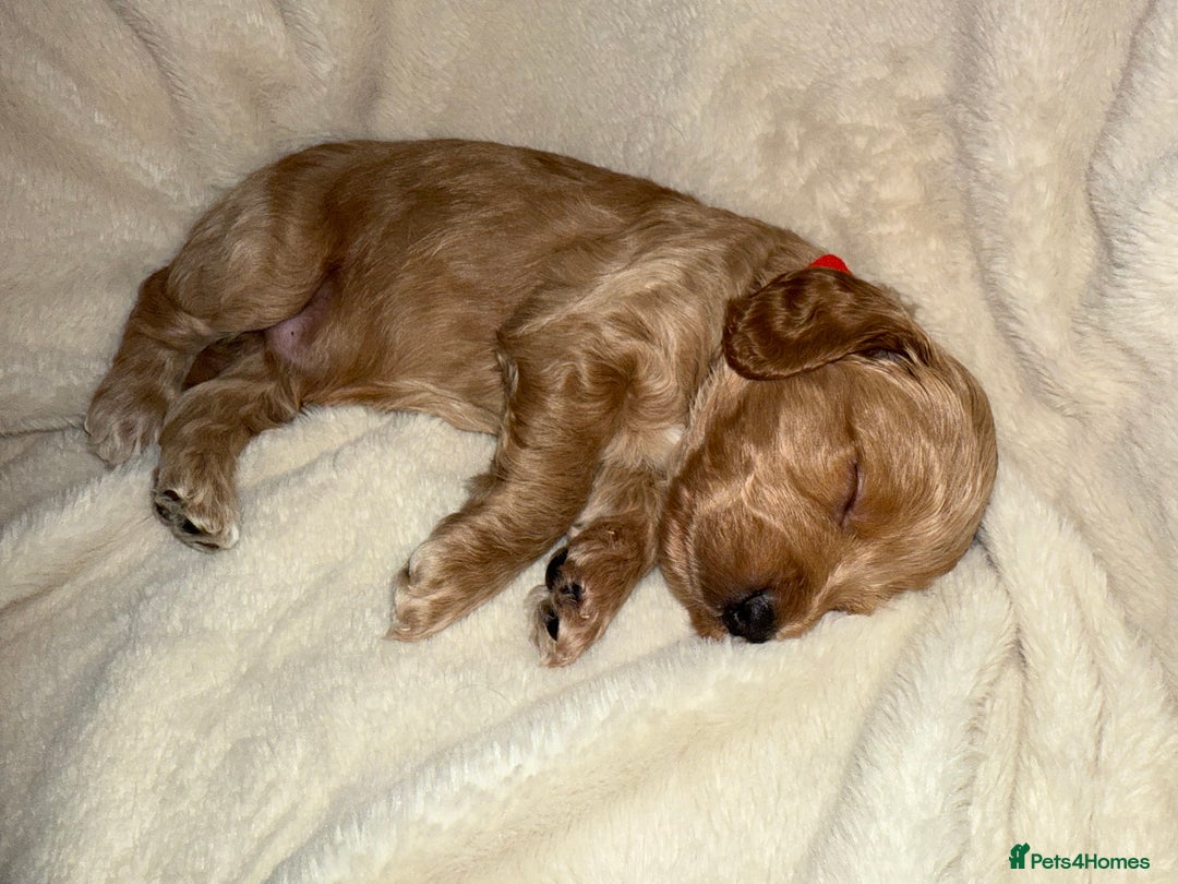 Cockapoo dogs for sale: F1 Cockapoo puppies  - Image 29