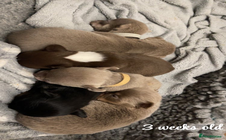 Chihuahua dogs - Advert 3
