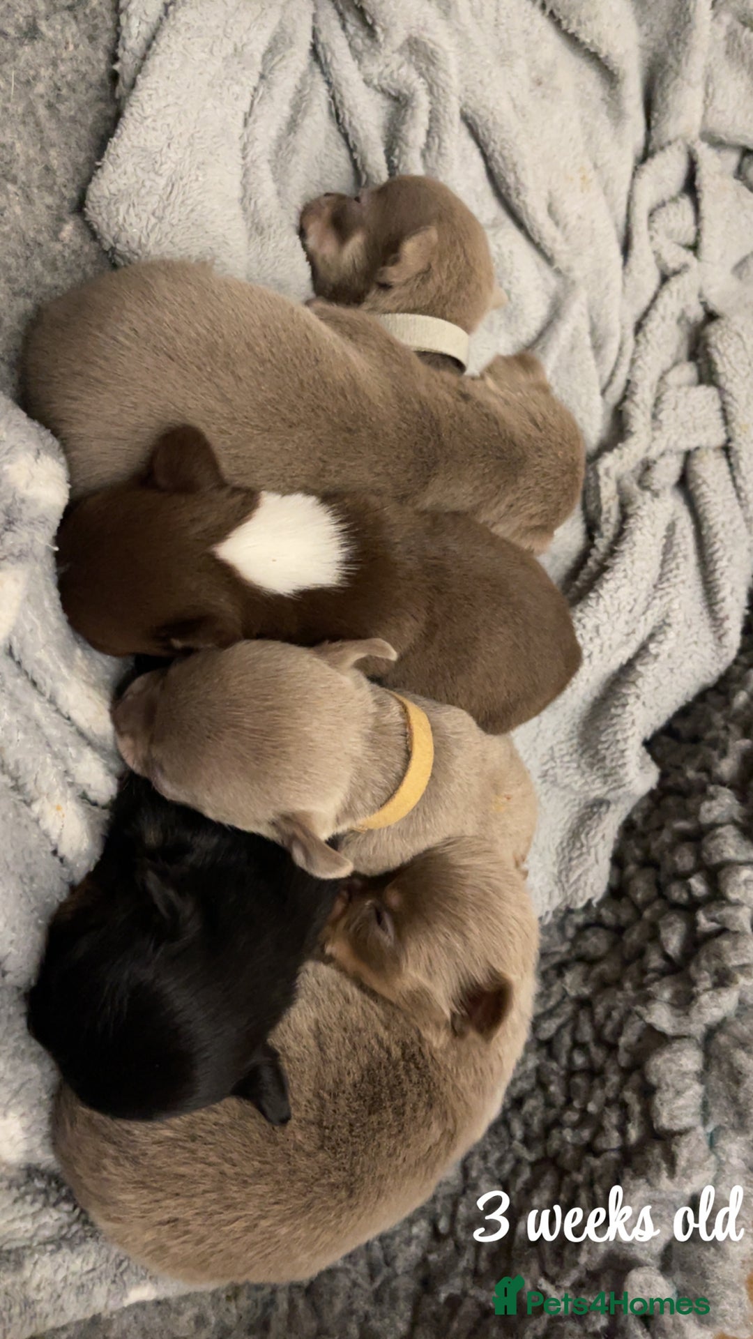 Chihuahua dogs for sale: Stunning KC Chihuahua puppies 🇬🇧 bloodlines - Image 5
