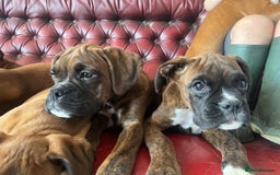 Boxer dogs for sale: 🐾 KC registered Boxer puppies 🐾  - Image 8