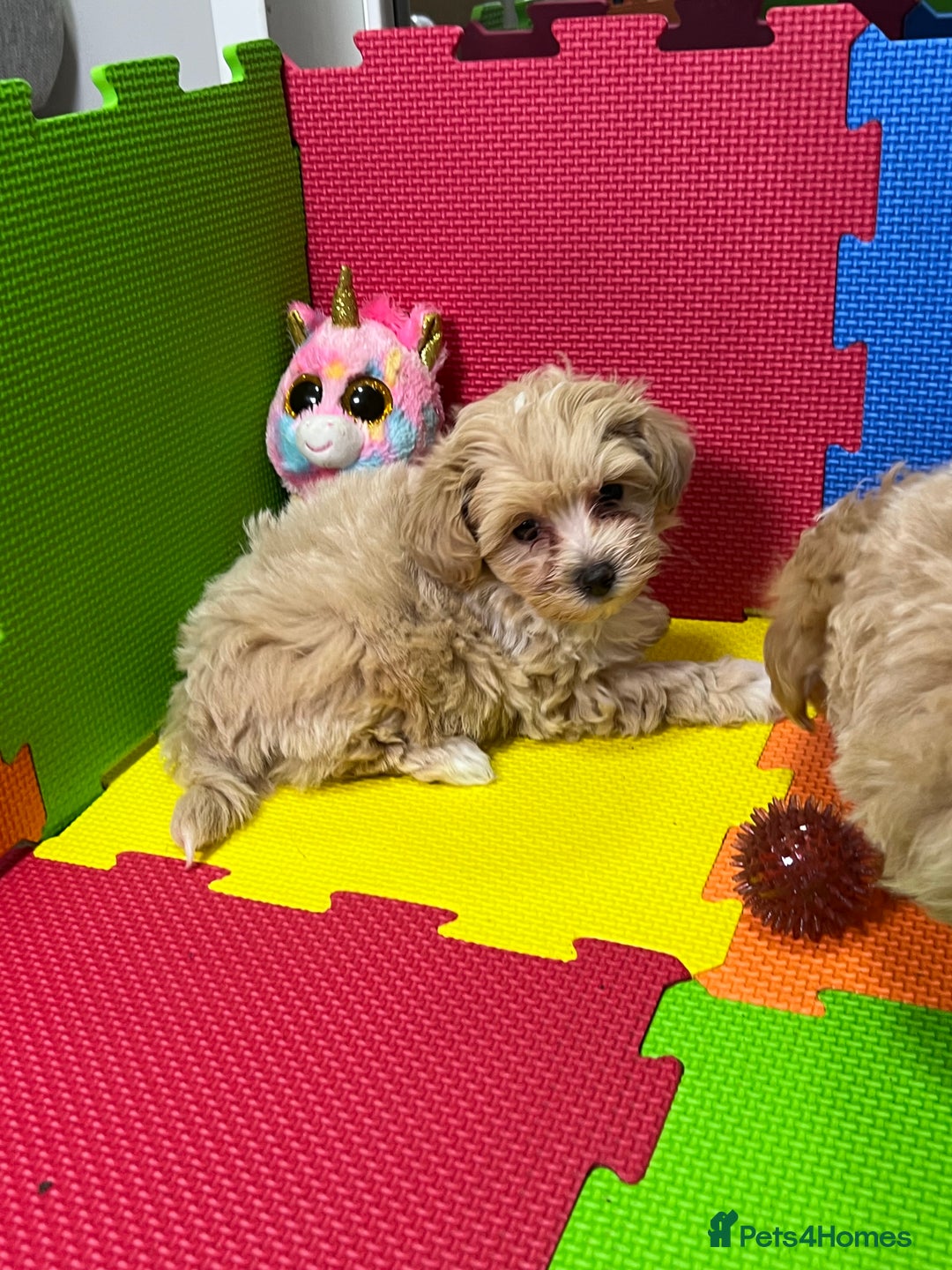 Maltipoo dogs for sale: ❤️3 Maltipoo F1 Babies❤️ - Advert 9